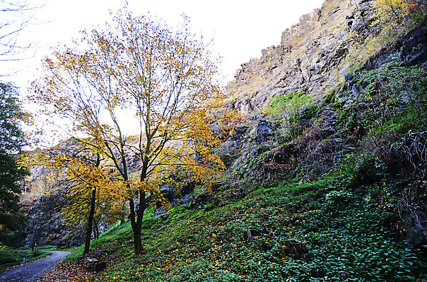포토 JPG 해외이미지 나무 계절 유럽 도로 잎 자연 사람없음 초록색 강 노란색 가을 개울 체코 프라하 지질학 해외202004 해외포토 식물 교육 나라 길 컬러 교통시설 생태계 파일형식 이미지허브