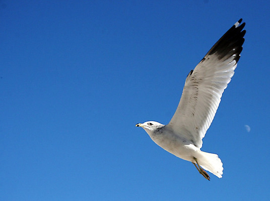 포토 JPG 해외이미지 동물 자연 갈매기 조류 하늘 휴가 사람없음 여름 파란색 달 흰색 비행 깃털 천국 해외202004 해외포토 자연요소 계절 컬러 생태계 파일형식 이미지허브