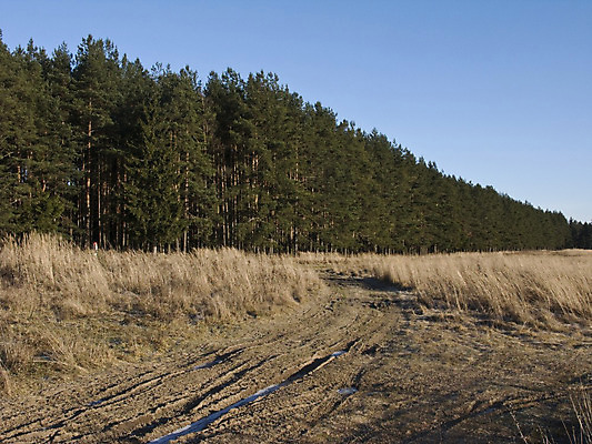 포토 JPG 해외이미지 나무 계절 도로 길 지구 겨울 자연 하늘 왕관 풍경 사람없음 목재 초록색 햇빛 맑음 냉동 얼음 침묵 추위 나뭇가지 소나무 가장자리 숲 오솔길 당구 바퀴자국 서리 러시아 웅덩이 북쪽 침엽수 전나무 해외202004 해외포토 자연요소 식물 유럽 컬러 재료 교통시설 자국 날씨 태양 구기 소리 둘레 방향 생태계 파일형식 이미지허브