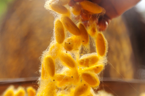 포토 JPG 해외이미지 식물 동물 전통 산업 문화 나비 곤충 백그라운드 패턴 태국 자연 사람없음 농장 노란색 직물 황금 실 벌레 실크 순수 묘사 유기농 질감 날것 부드러움 섬유 솜털 내추럴 방법 많음 해외202004 해외포토 웰빙 아시아 컬러 컨셉 무늬 농업 감각 생태계 파일형식 이미지허브