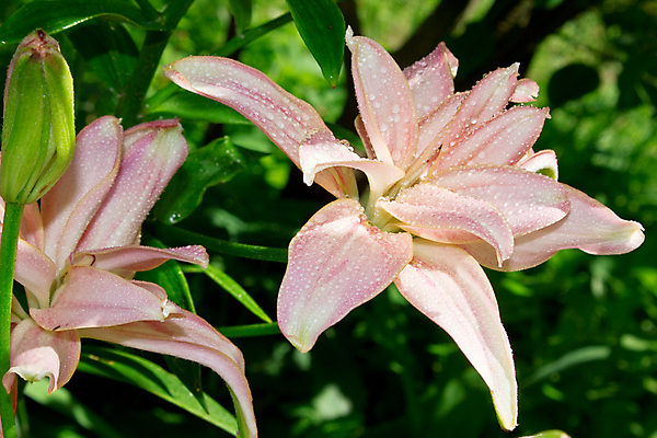 포토 JPG 해외이미지 식물 꽃잎 꽃 분홍색 꽃다발 꽃무늬 자연 하늘 사랑 사람없음 야외 초록색 여름 파란색 정원 봄 벚꽃 흰색 물방울 신선 닫기 이슬 백합 빗방울 내추럴 해외202004 해외포토 계절 감정 컬러 무늬 모션 비_날씨 생태계 파일형식 이미지허브