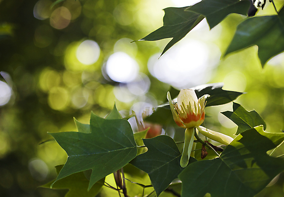 포토 JPG 해외이미지 모양 나무 식물 꽃 백그라운드 낙엽 잎 패턴 자연 사람없음 야외 목재 초록색 여름 우주 정원 일본 봄 튤립 성장 벚꽃 흰색 나뭇가지 개화 숲 컵받침 오브젝트 내추럴 고립 미루나무 카피스페이스 해외202004 해외포토 계절 아시아 컬러 무늬 재료 공백 받침대 생태계 파일형식 이미지허브