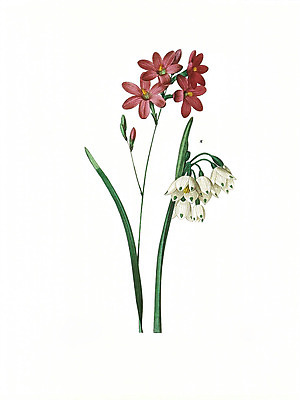 JPG 해외이미지 식물 꽃 꽃다발 일러스트 붓터치 수채화 사람없음 들꽃 그림 번짐 해외202004 해외일러스트 파일형식 효과 이미지허브