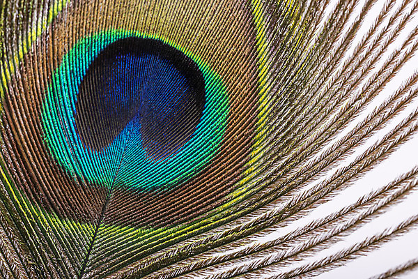 포토 JPG 해외이미지 아시아 야생동물 자연 실내 사람없음 장식 초록색 파란색 갈색 공작 깃털 묘사 질감 내추럴 정물화 해외202004 해외포토 동물 나라 컬러 조류 내부 그림 생태계 파일형식 이미지허브