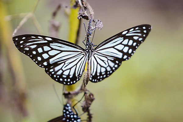 포토 JPG 해외이미지 식물 동물 꽃 야생동물 나비 곤충 꽃무늬 패턴 밭 날개 자연 안테나 사람없음 야외 초록색 여름 파란색 컬러풀 노란색 귀여움 정원 검은색 봄 흰색 호랑이 우아함 닫기 만족 꿀 내추럴 창백 동물상 해외202004 해외포토 계절 감정 컬러 컨셉 무늬 농업 통신 포유류 모션 조형물 생태계 파일형식 이미지허브