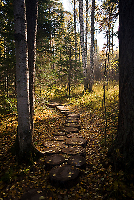 포토 JPG 해외이미지 나무 계절 공원 잎 자연 풍경 사람없음 야외 초록색 노란색 가을 널 숲 오솔길 해외202004 해외포토 식물 공공시설 길 컬러 생태계 파일형식 이미지허브