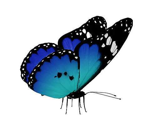 포토 JPG 해외이미지 나비 날개 하늘 발렌타인데이 선물 사람없음 여름 파란색 빛 컬러풀 검은색 봄 흰색 축하 편지 수집 싱글 내추럴 고립 무료 해외202004 해외포토 계절 컬러 곤충 컨셉 데이이벤트 파일형식 이미지허브