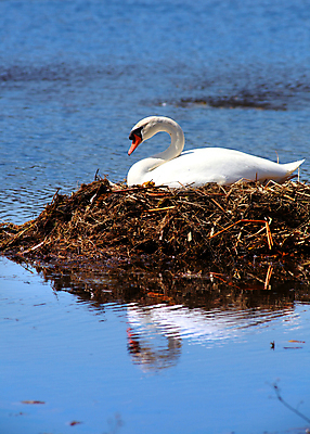 포토 JPG 해외이미지 주간 한마리 호수 사람없음 야외 백조 해외202004 해외포토 자연요소 1 조류 파일형식 이미지허브