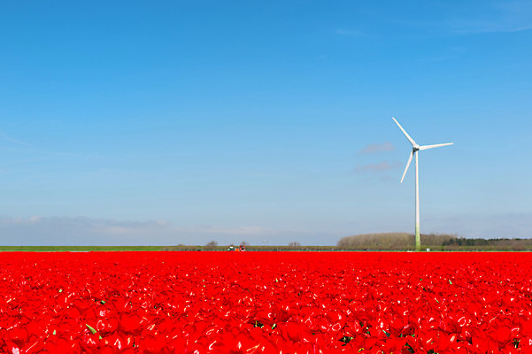포토 JPG 해외이미지 꽃 농업 전구 자연 하늘 바람 풍경 사람없음 빨간색 파란색 힘 봄 풍차 에너지 튤립 개화 풍력에너지 네덜란드 방앗간 해외202004 해외포토 자연요소 식물 계절 유럽 산업 컬러 날씨 그린에너지 생태계 파일형식 이미지허브