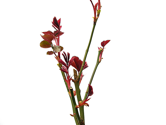 포토 JPG 해외이미지 나무 식물 꽃 백그라운드 잎 사람없음 빨간색 초록색 장미 봄 흰색 신선 시간 고립 해외202004 해외포토 계절 컬러 파일형식 이미지허브