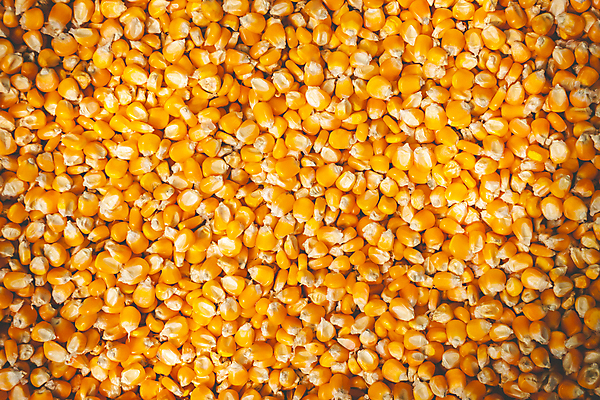 포토 JPG 해외이미지 식물 아시아 음식 백그라운드 패턴 농업 채소 재료 태국 자연 건조 건강 옥수수 씨앗 사람없음 농작물 농장 노란색 우주 식사 손상 빵집 수확 시골 황금 달콤 낟알 시리얼 묘사 유기농 질감 알맹이 날것 팝콘 흙더미 수입 많음 해외202004 해외포토 웰빙 나라 산업 컬러 컨셉 무늬 곡류 상점 흙 맛 생태계 파일형식 더미 이미지허브