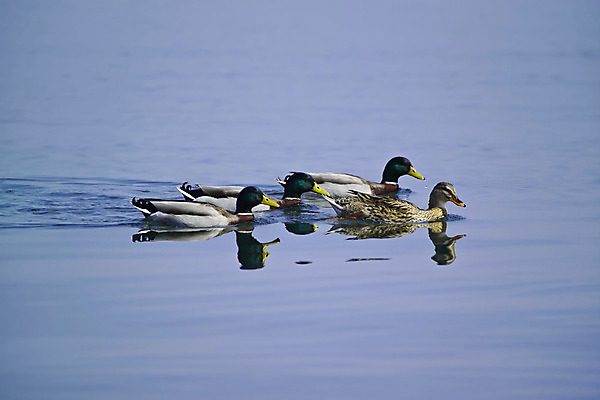포토 JPG 해외이미지 동물 여자 남자 행복 길 호수 야생동물 백그라운드 날개 가족 자연 조류 엄마 오리 함께함 안전 사람없음 옆모습 물 파란색 강 반사 노란색 수영 봄 흰색 아기 신생아 그룹 깃털 솜털 청둥오리 고립 착륙 해외202004 해외포토 자연요소 계절 감정 뷰포인트 컬러 컨셉 관계 사람 수상스포츠 생태계 파일형식 이미지허브