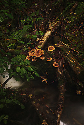 포토 JPG 해외이미지 자연 노르웨이 풍경 사람없음 물 가을 개울 해외202004 해외포토 자연요소 계절 유럽 강 생태계 파일형식 이미지허브