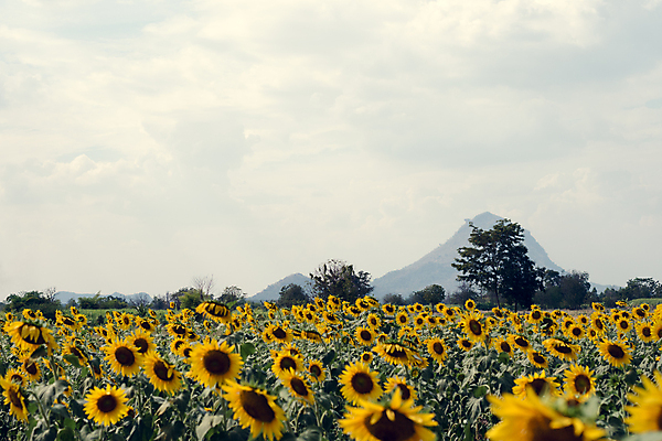포토 JPG 해외이미지 식물 계절 꽃 행복 여행 백그라운드 꽃무늬 패턴 밭 농업 자연 하늘 불꽃 해바라기 풍경 사람없음 야외 파란색 농작물 컬러풀 태양 노란색 환경 일몰 터치 성장 벚꽃 시골 개화 유기농 많음 카피스페이스 세련 해외202004 해외포토 자연요소 웰빙 감정 산업 컬러 컨셉 무늬 불 노을 공백 생태계 파일형식 이미지허브