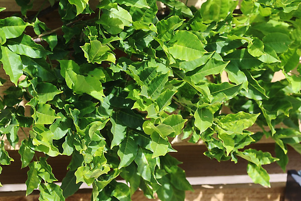 포토 JPG 해외이미지 나무 식물 계절 공원 꽃 분홍색 백그라운드 잎 꽃무늬 자연 독일 매달리기 사람없음 야외 초록색 여름 파란색 정원 일본 맑음 보라색 중국 봄 폭포 성장 벚꽃 개화 덩굴 다발 제비꽃 관목 원예 포도나무 해외202004 해외포토 공공시설 유럽 아시아 컬러 무늬 모션 날씨 취미 과일나무 생태계 파일형식 이미지허브