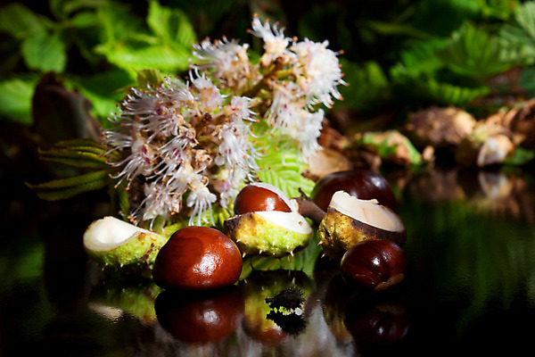 포토 JPG 해외이미지 계절 꽃 검은배경 씨앗 사람없음 목재 장식 가로 쌓기 봄 견과류 벚꽃 껍질 가을 개화 가시 떨어짐 4월 9월 5월 묘사 유기농 흙더미 10월 내추럴 식용 해외202004 해외포토 나무 식물 웰빙 백그라운드 컨셉 재료 모션 검은색 흙 날짜 파일형식 더미 이미지허브