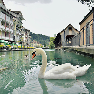 포토 JPG 해외이미지 주간 한마리 호수 사람없음 야외 백조 해외202004 해외포토 자연요소 1 조류 파일형식 이미지허브