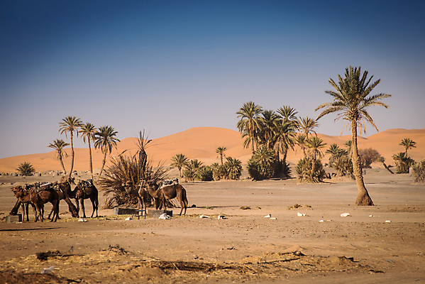포토 JPG 해외이미지 동물 커플 모래 여행 포유류 아프리카 자연 건조 이집트 사람없음 야외 여름 모래사장 태양 맑음 산책 사막 시골 뜨거움 양치기 고독 모래언덕 사파리 낙타 동쪽 모로코 남쪽 사하라 아랍에미리트 순례 아랍어 오아시스 이국적 수평선 해외202004 해외포토 자연요소 직업 계절 감정 나라 바다 중동 관계 날씨 휴식 방향 언덕 생태계 파일형식 이미지허브