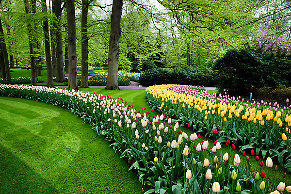 포토 JPG 해외이미지 나무 식물 계절 공원 꽃잎 꽃 백그라운드 잎 꽃무늬 자연 벽지 휴가 사랑 사람없음 장식 초록색 여름 컬러풀 노란색 정원 봄 튤립 벚꽃 신선 4월 5월 네덜란드 그림 내추럴 해외202004 해외포토 공공시설 감정 유럽 컬러 무늬 날짜 생태계 파일형식 이미지허브