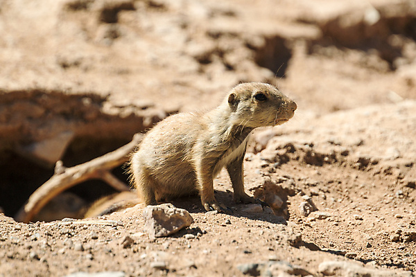 포토 JPG 해외이미지 동물 야생동물 새끼 포유류 자연 사람없음 설치류 식민지 해외202004 해외포토 생태계 파일형식 이미지허브
