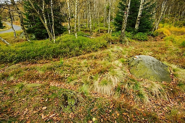 포토 JPG 해외이미지 나무 계절 공원 여행 백그라운드 잎 오렌지 자연 하늘 산 파노라마 풍경 사람없음 야외 목재 빨간색 초록색 컬러풀 노란색 계곡 가을 바위 숲 언덕 내추럴 전국 해외202004 해외포토 식물 공공시설 컬러 과일 재료 촬영기법 돌_바위 생태계 파일형식 이미지허브