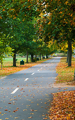 포토 JPG 해외이미지 나무 계절 공원 길 백그라운드 잎 밭 오렌지 자국 자연 풍경 사람없음 야외 빨간색 초록색 컬러풀 노란색 가을 황금 숲 10월 해외202004 해외포토 식물 공공시설 컬러 농업 과일 날짜 생태계 파일형식 이미지허브