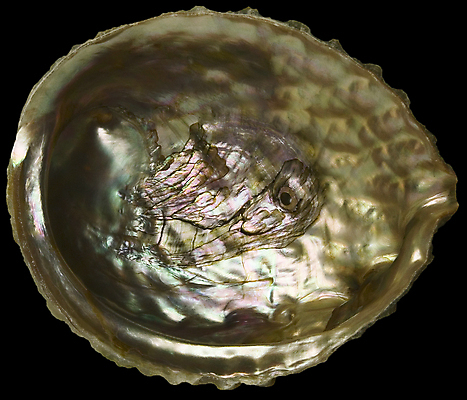 포토 JPG 해외이미지 길 바다 백그라운드 자연 조개 열대 사람없음 갈색 검은색 수중 껍질 자르기 오브젝트 내추럴 고립 이국적 해외202004 해외포토 컬러 모션 어패류 생태계 파일형식 이미지허브