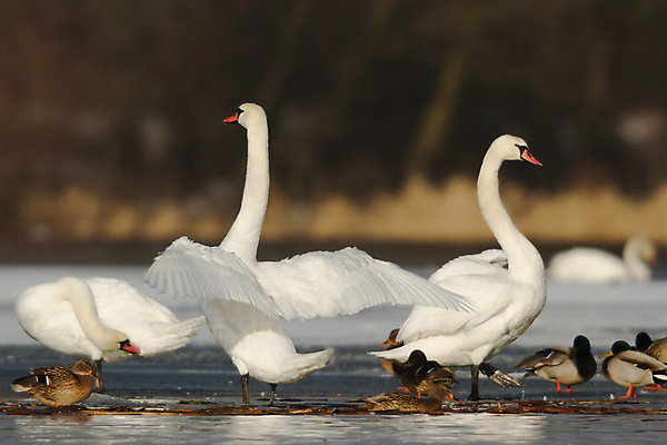 포토 JPG 해외이미지 주간 호수 여러마리 사람없음 야외 아웃포커스 백조 날갯짓 청둥오리 해외202004 해외포토 자연요소 다수 조류 오리 촬영기법 파일형식 이미지허브