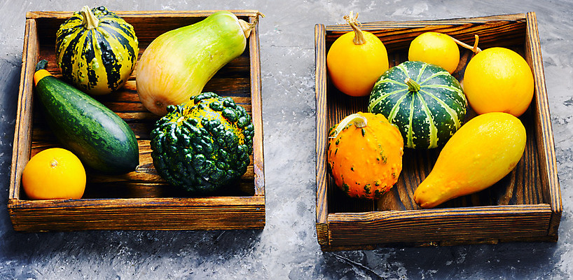 포토 JPG 해외이미지 계절 음식 백그라운드 컨셉 단풍 농업 다이어트 채소 자연 호박 건강 사람없음 장식 초록색 농작물 컬러풀 노란색 미니어처 할로윈 수확 가을 시골 신선 그룹 9월 11월 심볼 날것 박 모음 추수감사절 스쿼시 10월 숙성 채식주의자 많음 해외202004 해외포토 산업 기독교 스포츠 컬러 잎 구기 모형 날짜 생태계 채식 파일형식 이미지허브