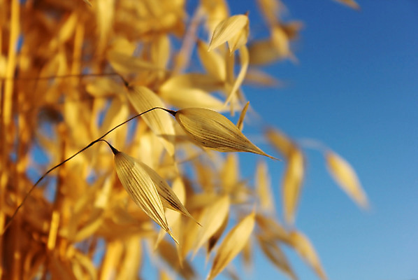 포토 JPG 해외이미지 식물 음식 빵 줄기 백그라운드 밭 농업 자연 하늘 건조 건강 옥수수 씨앗 사람없음 여름 파란색 빛 농작물 농장 노란색 식사 수확 성장 흰색 시골 황금 닫기 낟알 시리얼 밀 굽기 먹기 보리 귀 부드러움 밀짚 내추럴 뮤즐리 밭일 숙성 호밀 귀리 해외202004 해외포토 계절 산업 컬러 모션 곡류 신체부위 감각 짚 구이 생태계 파일형식 이미지허브