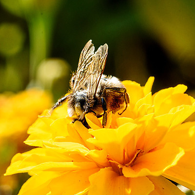 포토 JPG 해외이미지 식물 동물 꽃잎 꽃 곤충 백그라운드 날개 자연 사람없음 초록색 여름 노란색 정원 봄 벚꽃 작업 벌레 수분 민들레 벌 데이지 꽃가루 꿀 호박벌 해외202004 해외포토 계절 컬러 벌_곤충 가루 생태계 파일형식 이미지허브