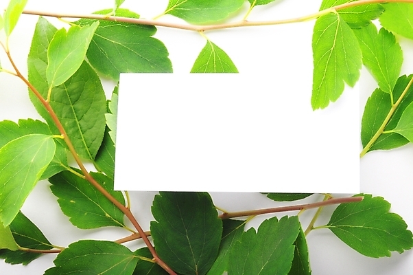 포토 JPG 해외이미지 꽃 종이 선 컨셉 잎 텍스트 자연 휴식 건강 사람없음 초록색 여름 우주 환경 쪽지 스파 화목 공백 인사 신용카드 메시지 보호 편지지 에코 생태계 데이지 내추럴 생태학 카피스페이스 해외202004 해외포토 식물 계절 교육 컬러 금융 예절 편지 파일형식 이미지허브