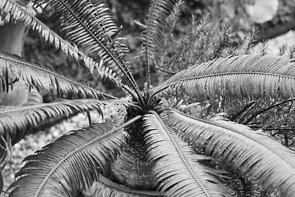 포토 JPG 해외이미지 식물 공원 지구 선 백그라운드 잎 자연 건조 손바닥 창조 사람없음 야외 장식 초록색 평화 정원 역동적 내추럴 분할 해외202004 해외포토 손 공공시설 컬러 컨셉 생태계 파일형식 이미지허브