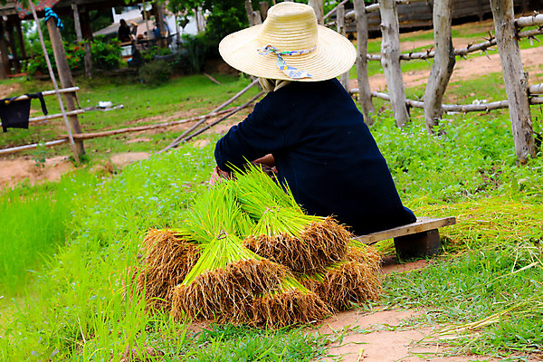 포토 JPG 해외이미지 식물 직업 전통 아시아 문화 음식 백그라운드 농업 태국 자연 밥 사람 동양인 풍경 사람없음 야외 초록색 물 농장 새싹 환경 중국 봄 수확 성장 시골 신선 업무 농부 낟알 땅 유기농 베트남 인도네시아 장면 내추럴 논밭 땅바닥 모종 묘목 밭일 해외202004 해외포토 자연요소 나무 웰빙 계절 나라 산업 컬러 밭 바닥 논 인종 동남아시아 작업 생태계 파일형식 이미지허브