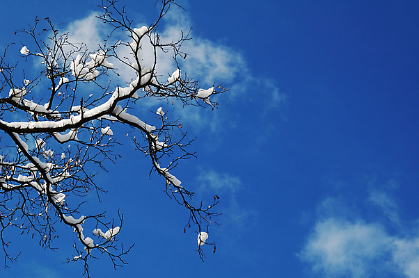포토 JPG 해외이미지 나무 식물 계절 백그라운드 크리스마스 겨울 포장 자연 하늘 날씨 추상 프레임 풍경 사람없음 야외 파란색 햇빛 태양 우주 냉동 추위 흰색 나뭇가지 눈송이 그룹 시원함 크리스탈 오브젝트 서리 온도 눈보라 벌거벗은 해외202004 해외포토 자연요소 기념일 컬러 무늬 눈_날씨 광석 생태계 파일형식 이미지허브