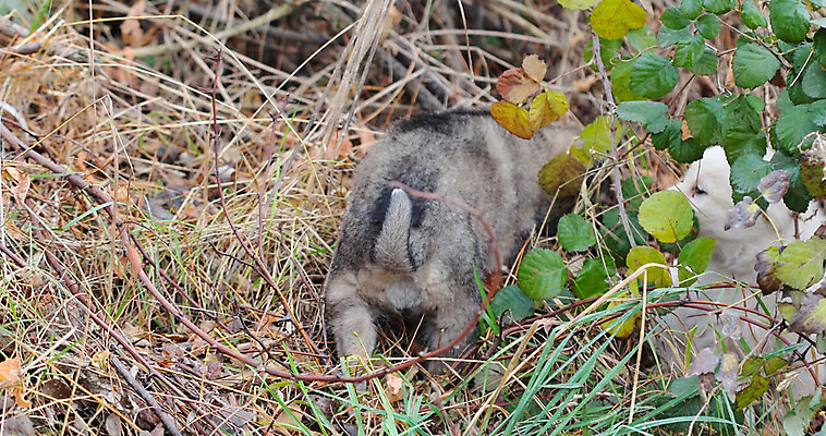 포토 JPG 해외이미지 동물 응시 잎 자연 사람없음 반려동물 달리기 슬픔 가을 흰색 표현 가시 개 강아지 무서움 버리기 숨기 혼자 해외202004 해외포토 식물 시선 계절 감정 컬러 포유류 모션 생태계 파일형식 이미지허브