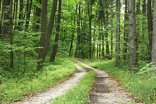 포토 JPG 해외이미지 나무 공원 길 줄기 여행 잎 오렌지 자국 자연 풍경 사람없음 야외 목재 빨간색 빛 태양 노란색 평화 힘 봄 산책 활발 안개 황무지 황금 고독 숲 바이탈 해외202004 해외포토 자연요소 식물 계절 공공시설 감정 컬러 컨셉 과일 재료 날씨 휴식 생태계 파일형식 이미지허브
