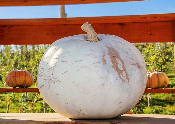 포토 JPG 해외이미지 식물 공원 꽃무늬 농업 채소 자연 호박 사람없음 야외 장식 농장 정원 할로윈 성장 가을 흰색 원형 시장 농부 묘사 추수감사절 스쿼시 내추럴 식용 해외202004 해외포토 도형 직업 계절 공공시설 꽃 산업 기독교 스포츠 컬러 무늬 구기 생태계 파일형식 이미지허브