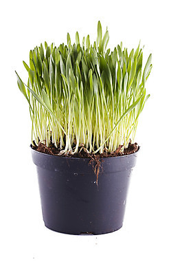 포토 JPG 해외이미지 식물 공원 백그라운드 잎 패턴 밭 자연 건강 잔디 사람없음 초록색 여름 환경 정원 봄 성장 흰색 신선 묘사 원예 내추럴 고립 해외202004 해외포토 계절 공공시설 컬러 무늬 농업 취미 생태계 파일형식 이미지허브