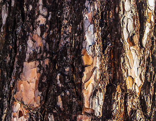 포토 JPG 해외이미지 나무 식물 디자인 백그라운드 패턴 자연 탁자 표면 추상 건조 사람없음 목재 세로 갈색 환경 골동품 나뭇가지 소나무 거친 균열 보호 숲 낟알 목수 피부 묘사 부식 유기농 질감 목공예 나무껍질 잡동사니 내추럴 외양간 그런지 수목 옛날 울퉁불퉁 디테일 해외202004 해외포토 직업 웰빙 컬러 가구 컨셉 무늬 재료 모션 신체부위 껍질 공예 생태계 파일형식 이미지허브