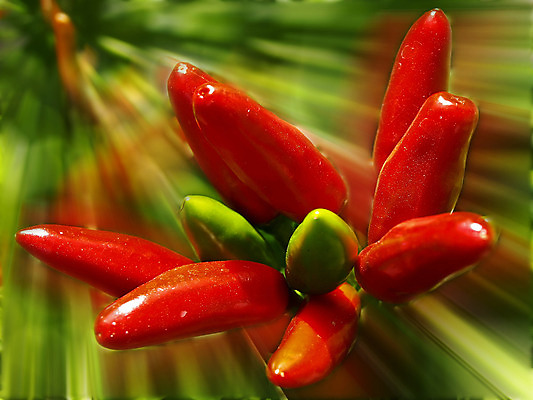 포토 JPG 해외이미지 식물 음식 채소 재료 고추 건강 요리 사람없음 빨간색 주방 뜨거움 맛 집중 향신료 날카로움 후추 C 해외202004 해외포토 알파벳 컬러 컨셉 향미료 파일형식 이미지허브