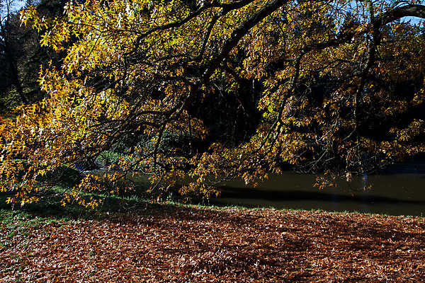 포토 JPG 해외이미지 나무 식물 계절 공원 길 단풍 낙엽 잎 오렌지 자연 그림자 풍경 잔디 사람없음 야외 초록색 빛 햇빛 태양 노란색 걷기 환경 침묵 하이킹 가을 나뭇가지 황금 떨어짐 숲 오솔길 장면 지역 빛망울 10월 멀티 해외202004 해외포토 자연요소 공공시설 컬러 컨셉 과일 모션 레저 소리 날짜 생태계 파일형식 이미지허브