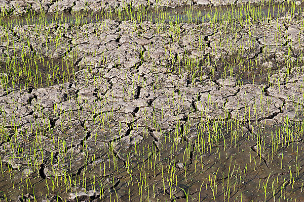 포토 JPG 해외이미지 식물 전통 계절 아시아 문화 음식 백그라운드 잎 패턴 밭 농업 태국 자연 밥 한국 동양인 풍경 사람없음 야외 초록색 물 여름 농작물 농장 농경지 일본 중국 봄 수확 성장 시골 농부 낟알 시리얼 유기농 장면 내추럴 밭일 해외202004 해외포토 자연요소 직업 웰빙 나라 산업 컬러 무늬 인종 생태계 파일형식 이미지허브