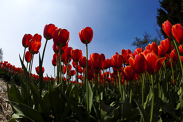 포토 JPG 해외이미지 식물 계절 공원 꽃 꽃다발 백그라운드 잎 꽃무늬 밭 자연 부활절 발렌타인데이 3 사랑 사람없음 야외 초록색 여름 컬러풀 햇빛 태양 정원 보라색 침묵 봄 튤립 벚꽃 광선 하트 축하 신선 닫기 5월 꽃집 네덜란드 엽서 내추럴 강렬 해외202004 해외포토 자연요소 모양 공공시설 기념일 감정 유럽 컬러 컨셉 무늬 농업 모션 데이이벤트 상점 소리 날짜 편지 생태계 파일형식 이미지허브
