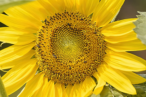 포토 JPG 해외이미지 나무 식물 꽃 백그라운드 잎 꽃무늬 밭 농업 자연 하늘 해바라기 사랑 미술 사람없음 야외 초록색 여름 파란색 노란색 정원 벚꽃 신선 개화 내추럴 스타일 해외202004 해외포토 계절 감정 산업 컬러 무늬 문화예술 생태계 파일형식 이미지허브