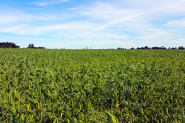 포토 JPG 해외이미지 나무 식물 꽃 음식 백그라운드 잎 밭 농업 채소 과일 자연 하늘 건강 풍경 사람없음 야외 초록색 여름 파란색 농작물 농장 환경 정원 수확 성장 시골 신선 땅 유기농 내추럴 숙성 채식주의자 해외202004 해외포토 웰빙 계절 산업 컬러 생태계 채식 파일형식 이미지허브