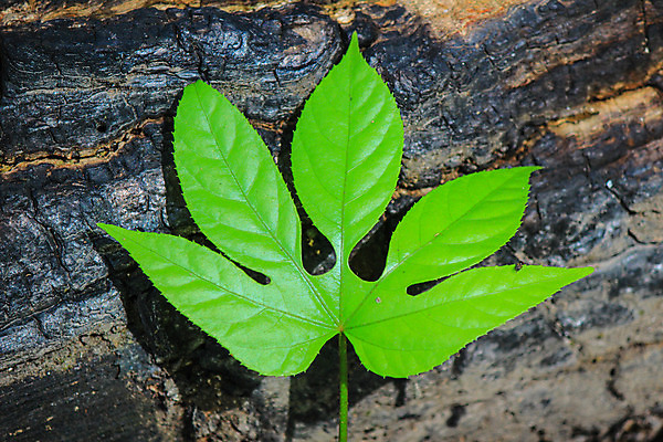 포토 JPG 해외이미지 모양 잎 패턴 자연 사람없음 목재 초록색 활발 질감 강렬 해외202004 해외포토 나무 식물 컬러 컨셉 무늬 재료 생태계 파일형식 이미지허브