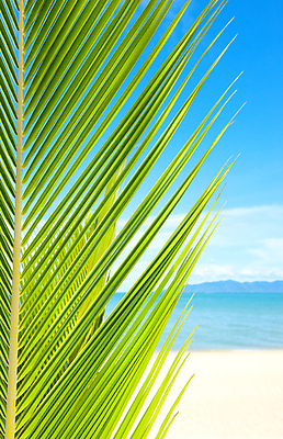 포토 JPG 해외이미지 나무 식물 구름 모래 바다 섬 여행 잎 자연 하늘 휴가 휴식 손바닥 풍경 사람없음 야외 초록색 물 여름 파란색 햇빛 태양 맑음 침묵 꿈 흰색 뜨거움 휴양지 코코넛 석호 이국적 파라다이스 해외202004 해외포토 자연요소 손 계절 컬러 컨셉 과일 날씨 소리 장소 생태계 파일형식 이미지허브