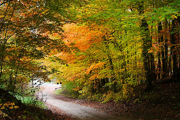 포토 JPG 해외이미지 나무 계절 공원 도로 길 여행 백그라운드 잎 곡선 오렌지 자연 풍경 사람없음 야외 목재 가로 빨간색 초록색 컬러풀 태양 노란색 평화 환경 맑음 가을 나뭇가지 시골 황금 숲 10월 내추럴 해외202004 해외포토 자연요소 식물 공공시설 선 컬러 컨셉 과일 재료 교통시설 날씨 날짜 생태계 파일형식 이미지허브