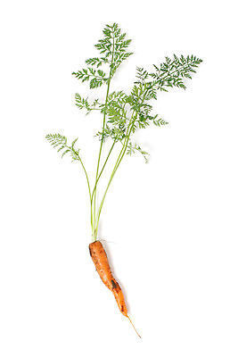 포토 JPG 해외이미지 오렌지 사람없음 정원 흙 당근 우아함 작음 자르기 유기농 먼지 고립 해외202004 해외포토 웰빙 컨셉 과일 모션 뿌리채소 크기 파일형식 이미지허브